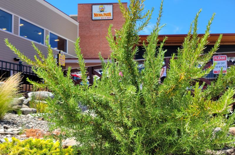 A rosemary bush at the new Nicola Pizza location.